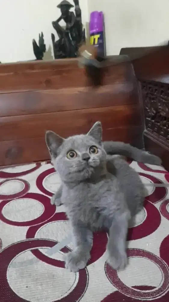 BRITISH SHORTHAIR BETINA