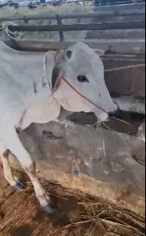 3 ekor bakalan sapi jantan TB 110cm 1 tahun siap digemukin qurban 2026