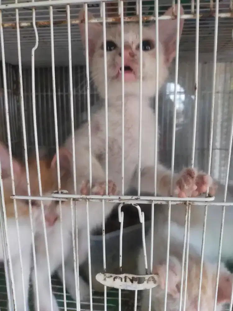 Monggo yg mau adoosi