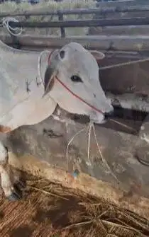 3 ekor bakalan sapi jantan 1 thn TB 110cm siap penggemukan qurban 2026