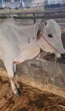 3 ekor bakalan sapi jantan 1 thn TB 110cm siap penggemukan qurban 2026