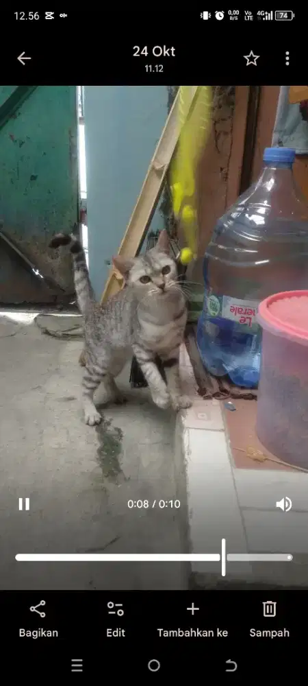 Kucing Munchkin ns betina silver taby ganti pakan
