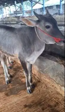3 ekor bakalan sapi jantan 1 thn TB 110cm siap penggemukan qurban 2026