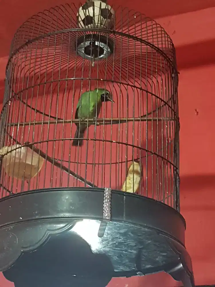 Jomin mulus suka bunyi