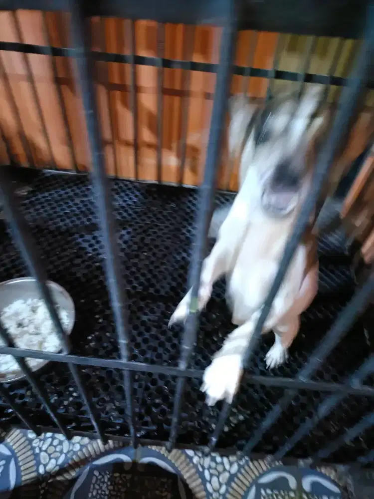 Free adopsi anjing chi Hua Hua type gedek