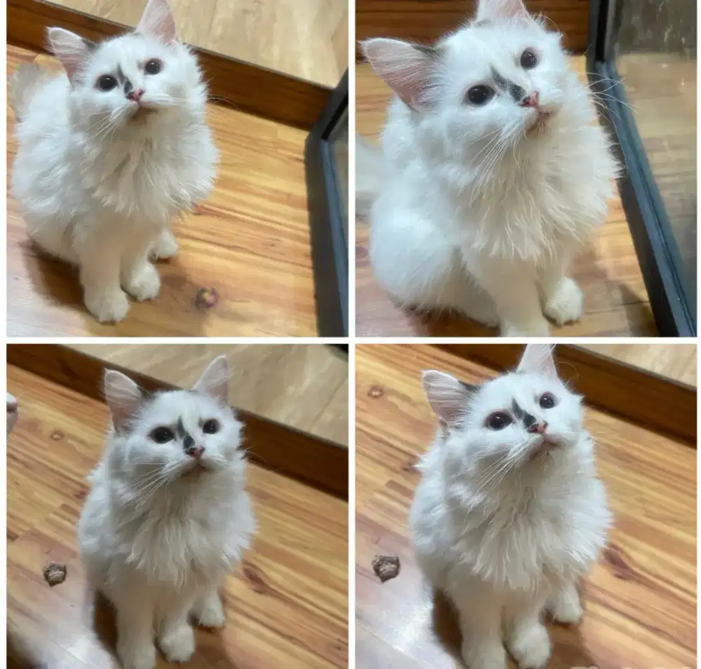 LA Kitten Persia Mix Ragdoll