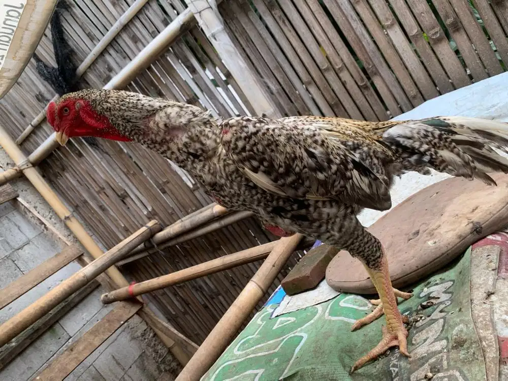 Ayam Shamo Jantan