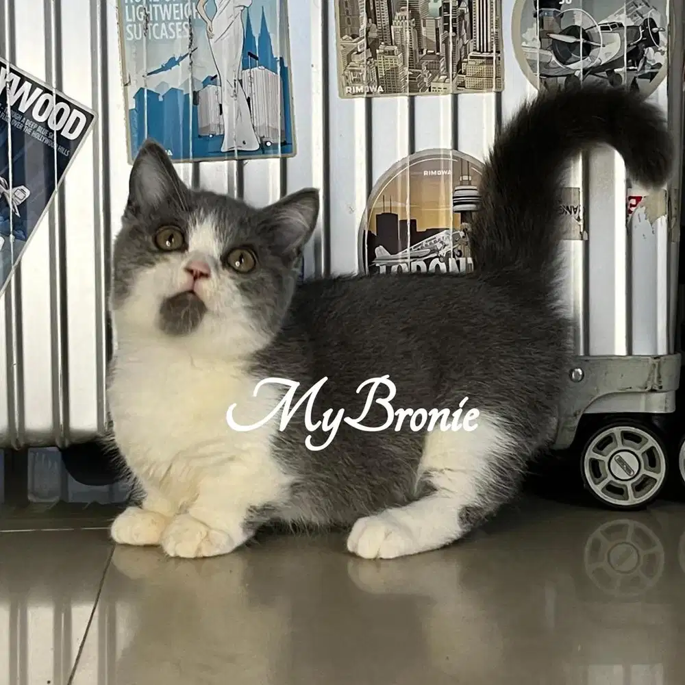 Kucing munchkin british betina cantik