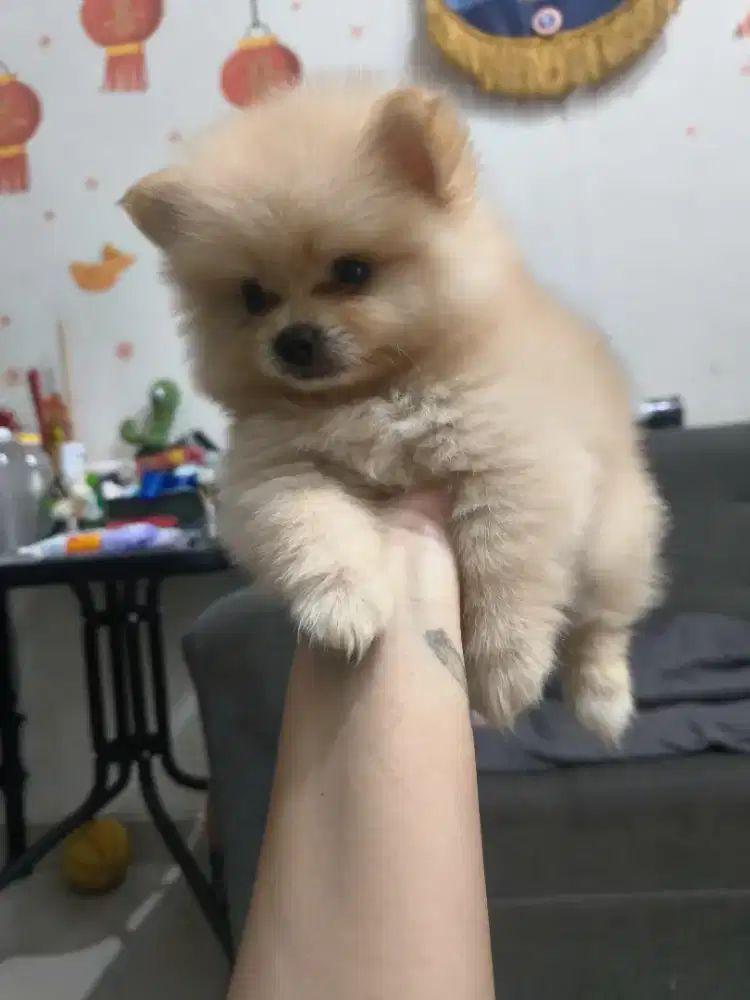 ANAK ANJING POMERANIAN