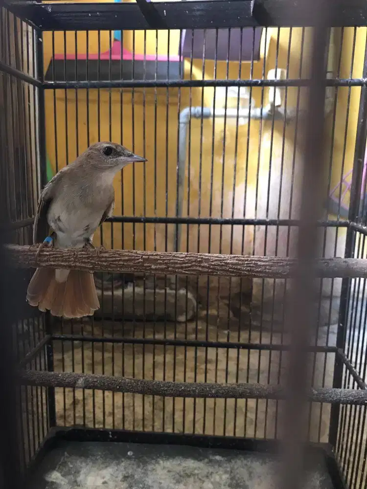 Burung Siklon Nightingale