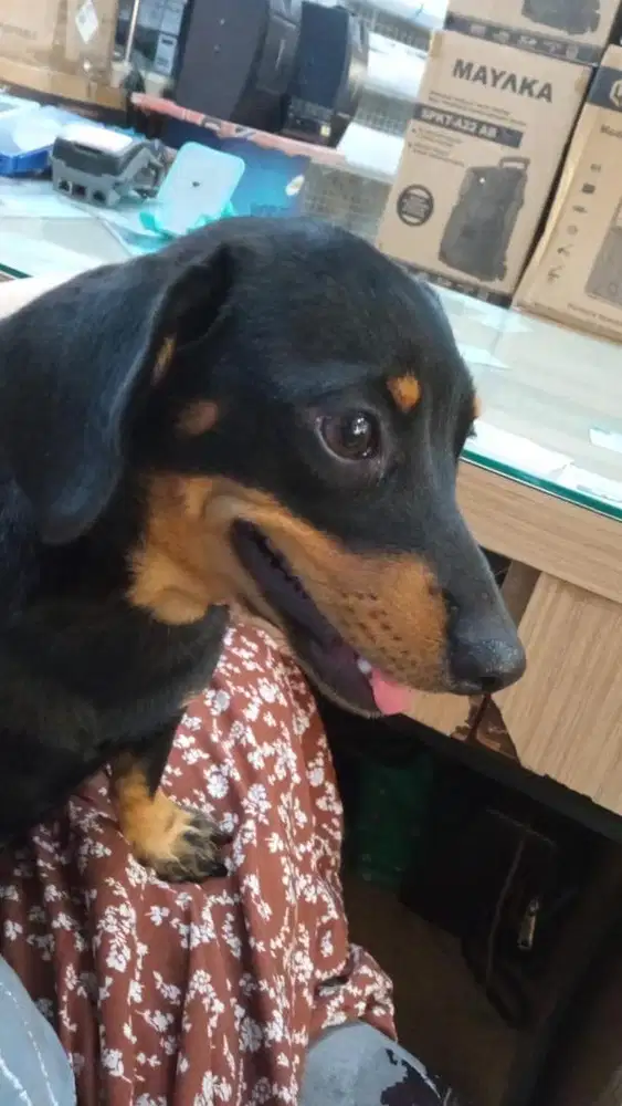 Pupies Dachshund /sosis 5 bulan pinter mandiri