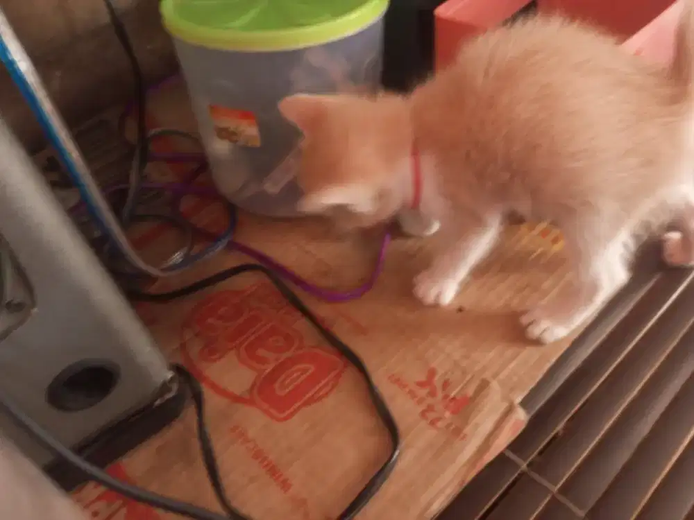 Anak kucing angora persija