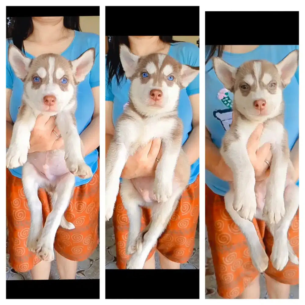 Husky jntan 7 Minggu non stbm