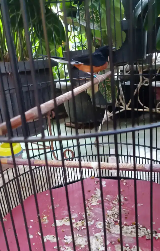 Burung murai, ijo , pentet jual /bt/tt