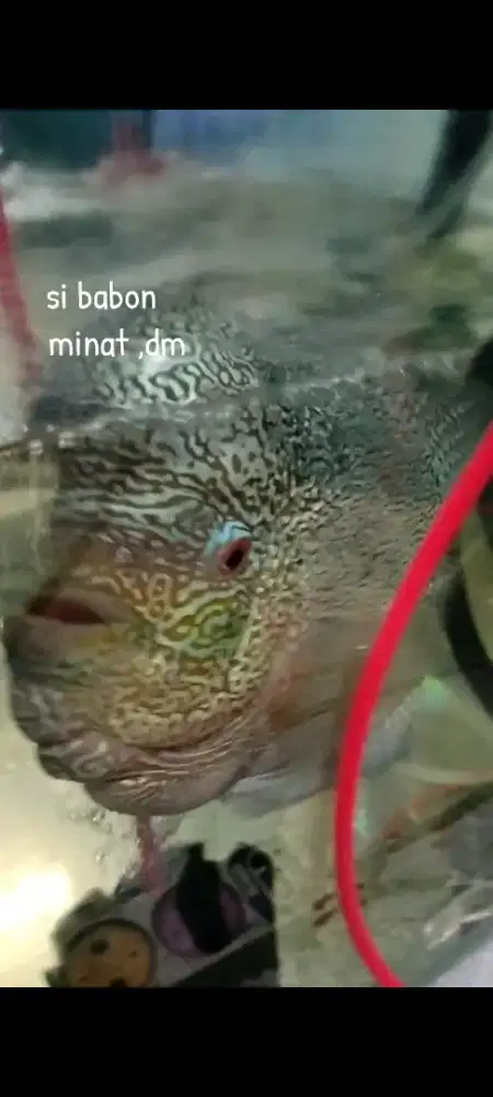 Ikan lohan srd dan lain lain