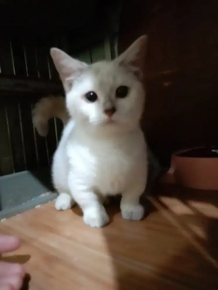 Munchkin kitten betina