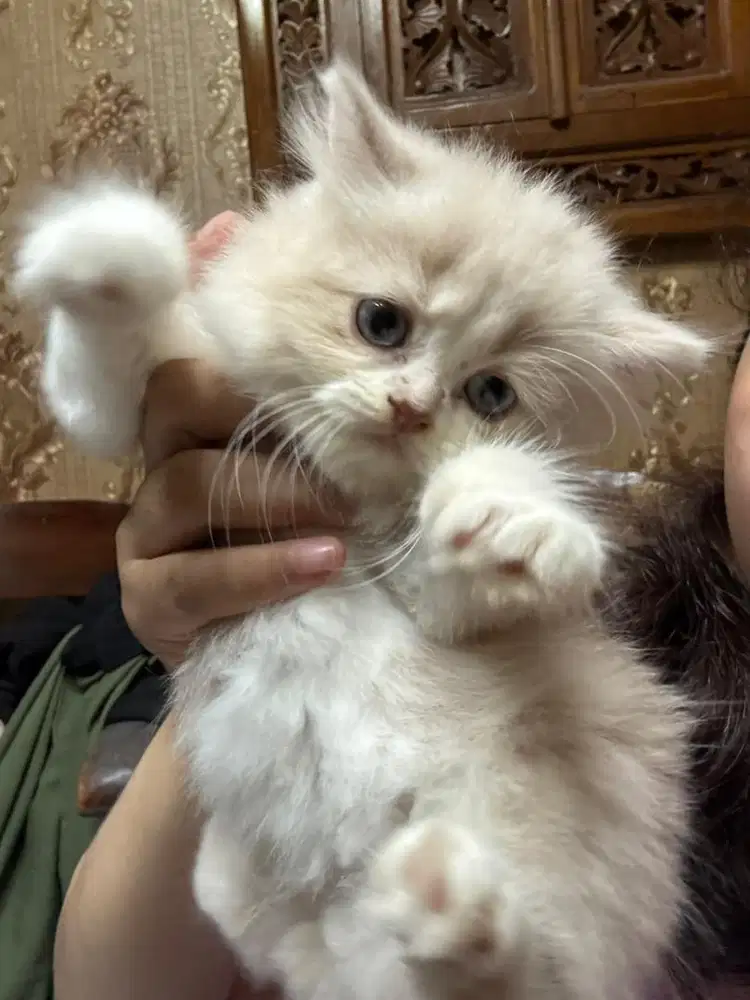 lepas adopt persia