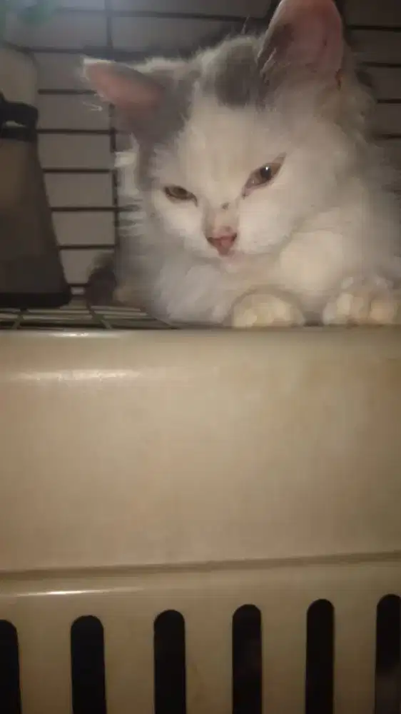 Bismillah... Lepas adop kucing kiten Angora usia 2,5 bln/jntan smua