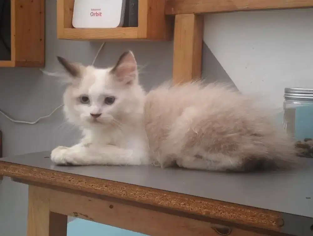 Kucing ragdoll persia jantan