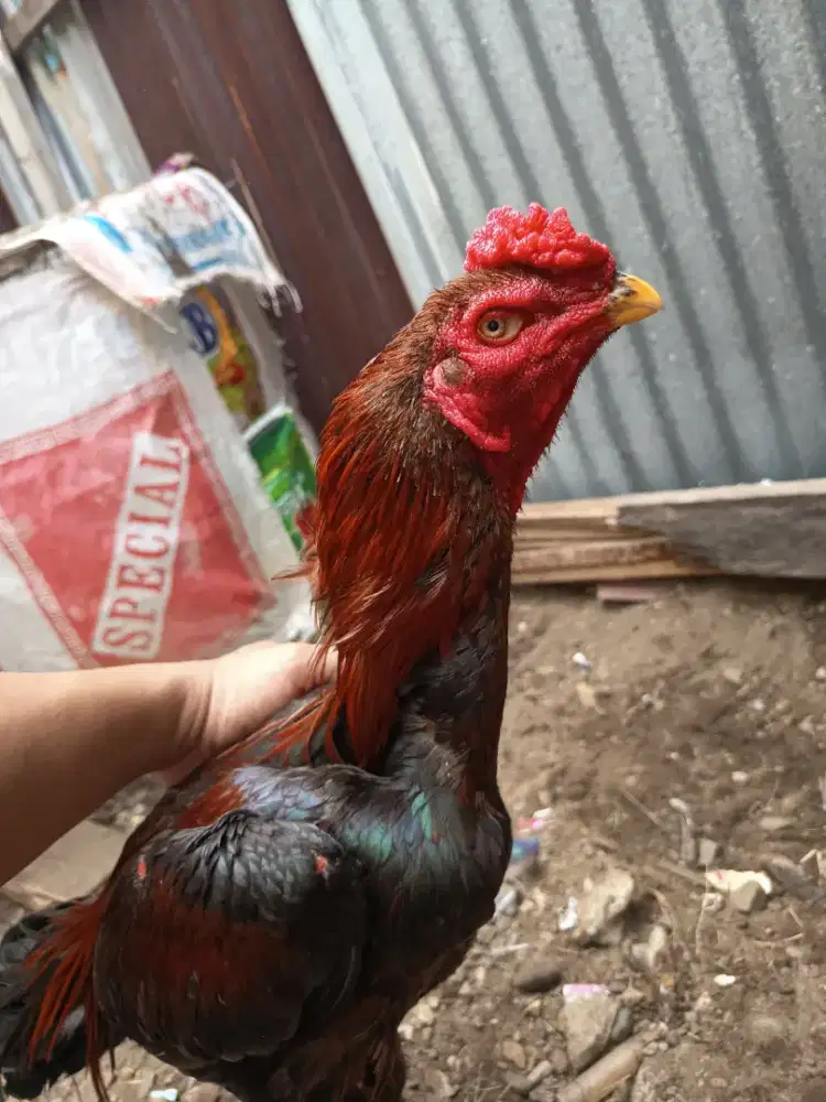 AYAM BAWAH KAKI BERSISIK