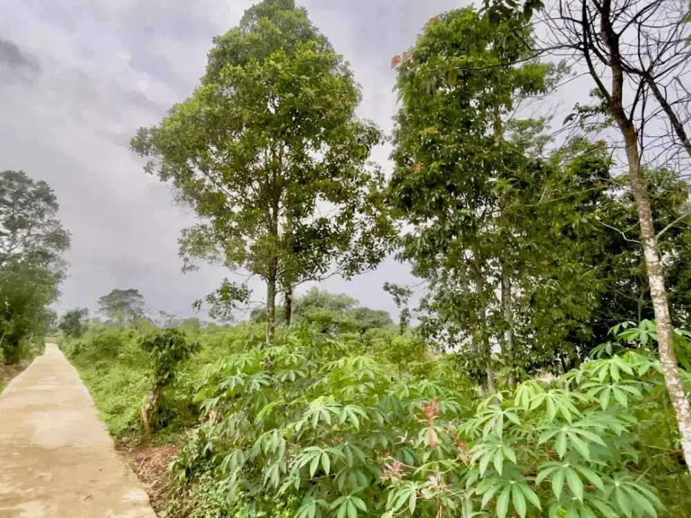 Tanah Kebun 1885 m2 Pinggir Jalan Desa Dijual Murah di Purwakarta
