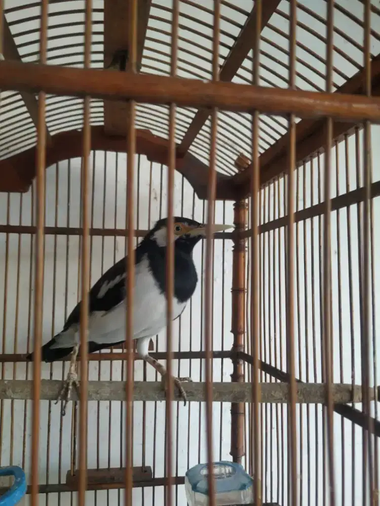 Burung jalak suren gacor.
