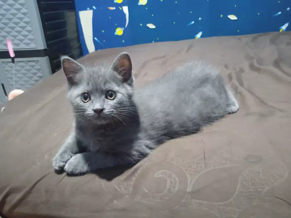 Anak kucing kitten British Shorthair Jantan blue solid