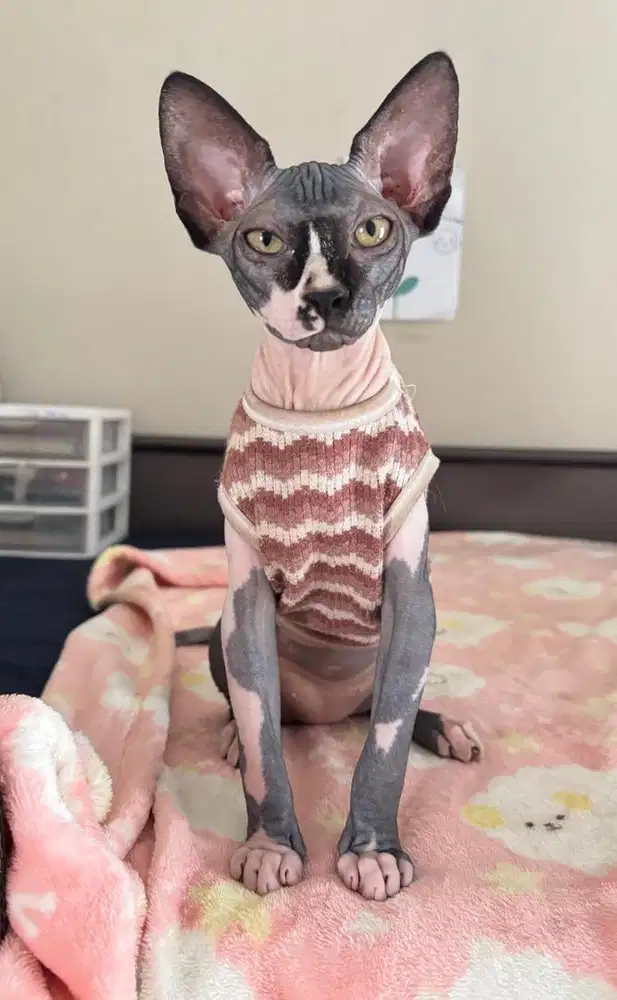 Sphynx Kitten Female