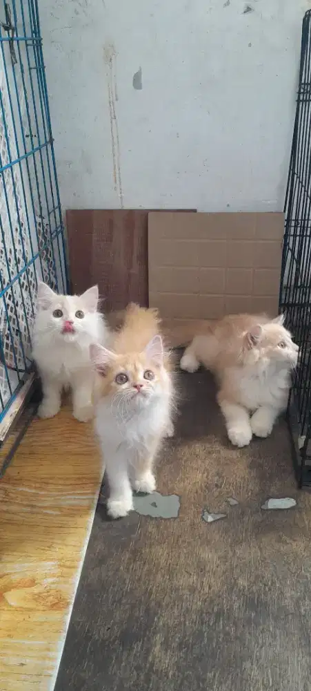 Munchkin non standar 3 bulan jantan 1 betina 2