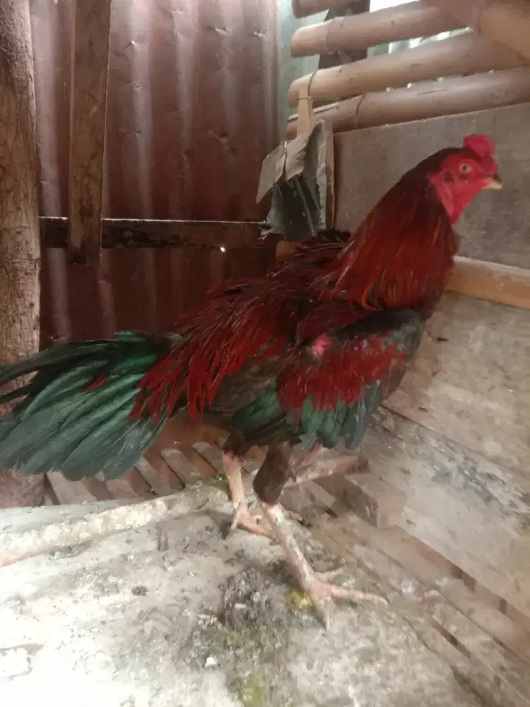Ayamdijual ayam siamm