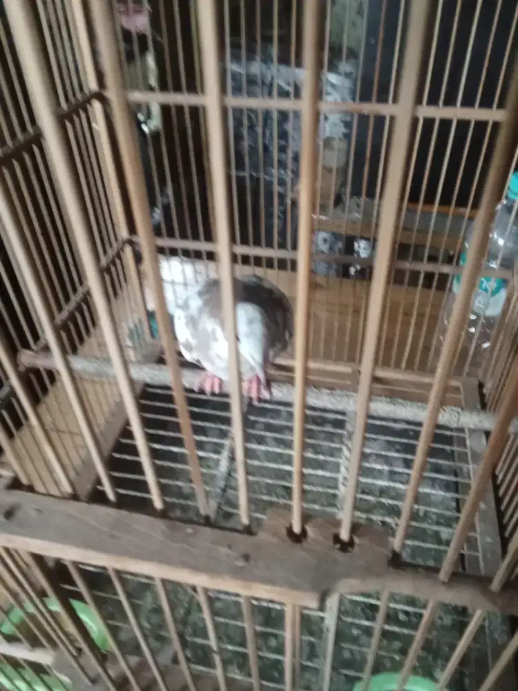 Burung puter warna blorok