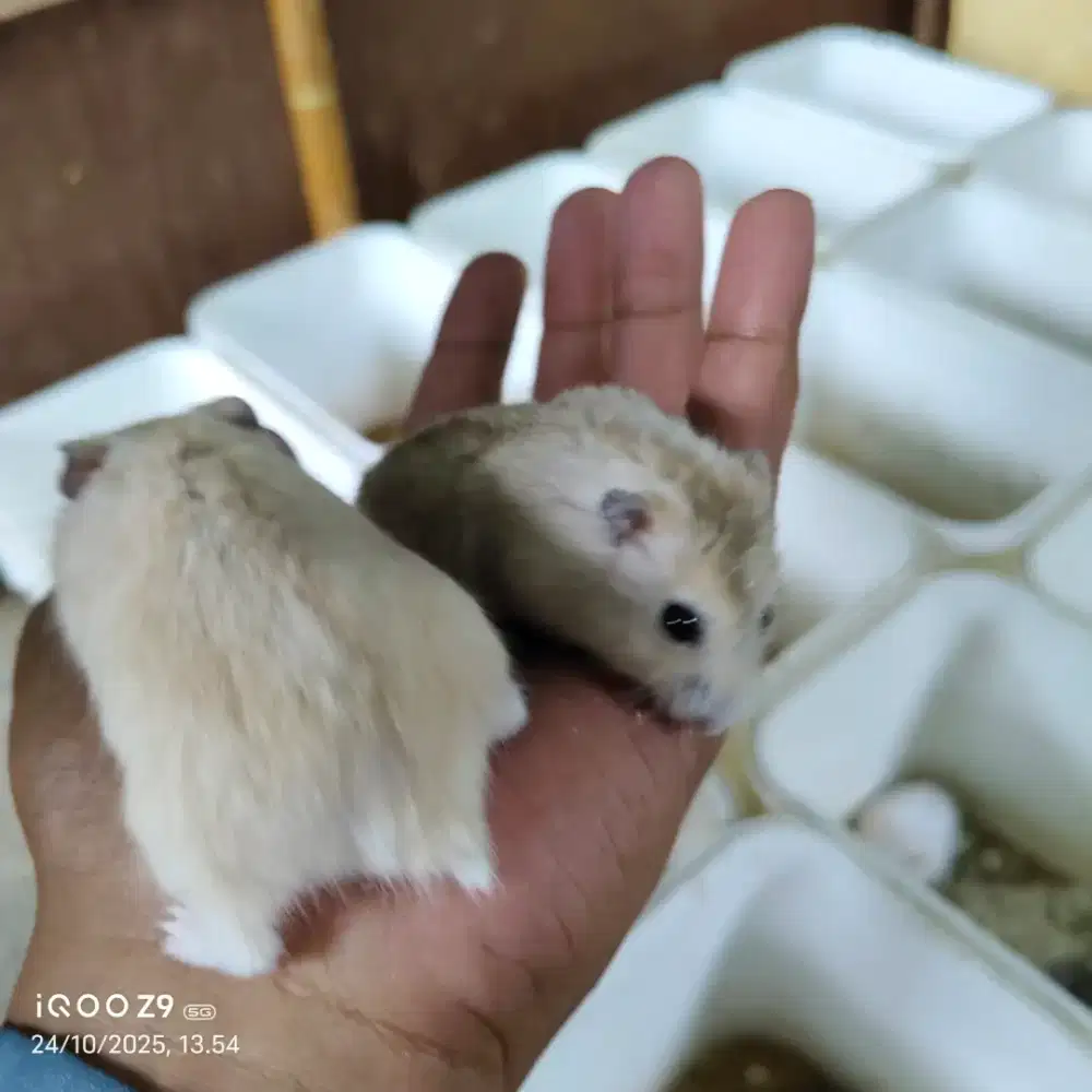 Hamster (Banyak jenis)