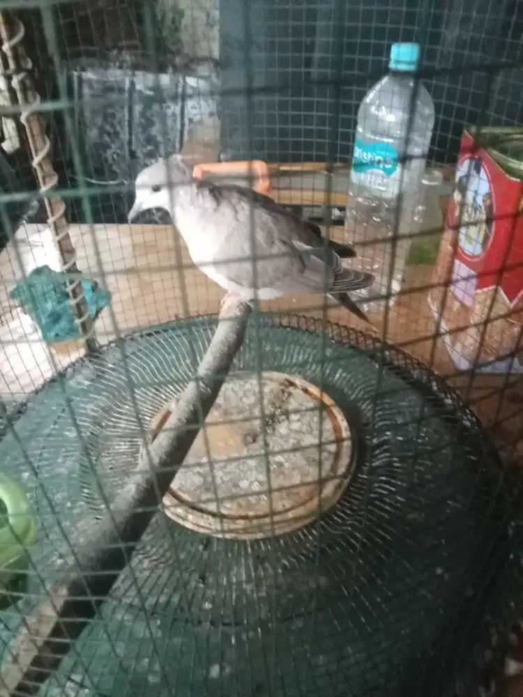 Burung puter jambul