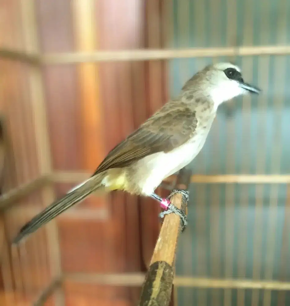 Trucukan blorok dari Jawa lapngan