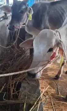 3 ekor sapi bakalan jantan 1 tahunan TB 110cm layak digemukin qurban