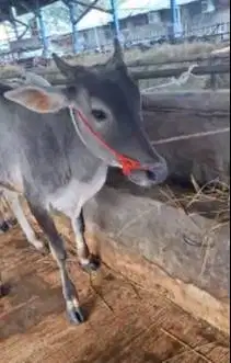 3 ekor sapi bakalan jantan 1 tahunan TB 110cm layak digemukin qurban