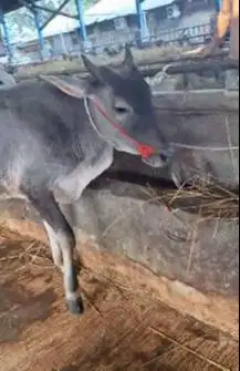 3 ekor bakalan sapi jantan TB 110cm 1 tahunan siap digemukin qurban ok
