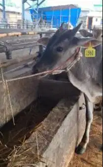 3 ekor bakalan sapi jantan TB 110cm 1 tahunan siap digemukin qurban ok