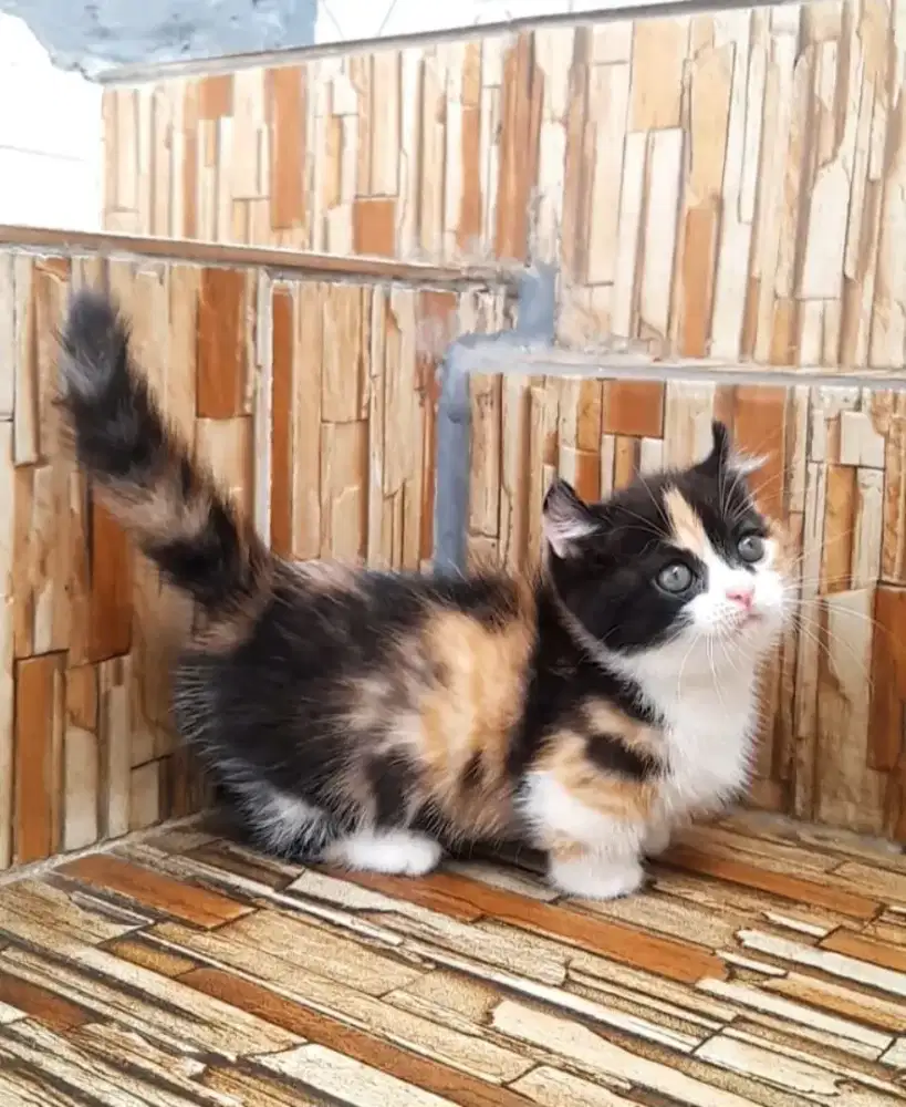 kitten Munckhin kinkalow