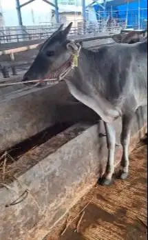 3 ekor bakalan sapi jantan TB 110cm 1 tahunan siap piara ternak hobby