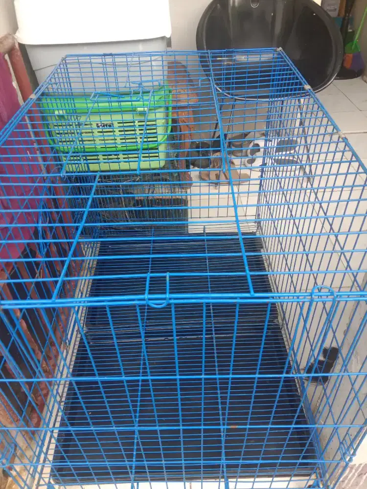 Kandang kucing jumbo besar besi tebal