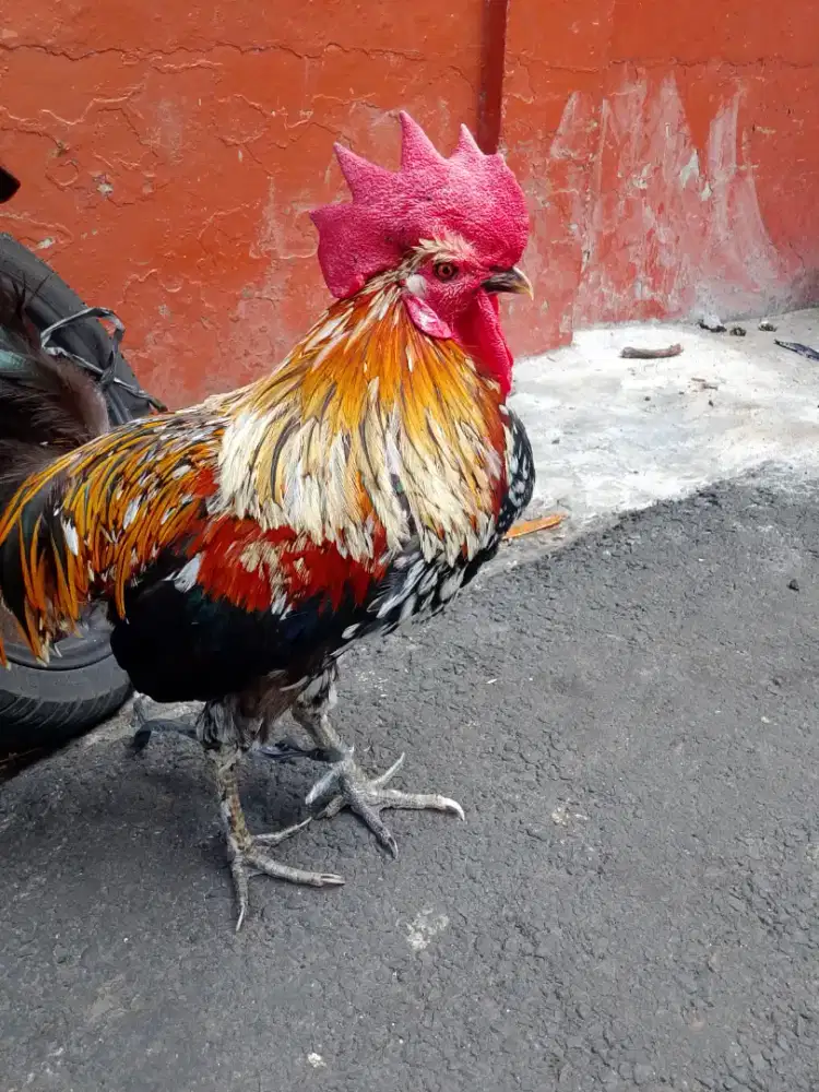 Di jual ayam ketawa dah mapan TT bt