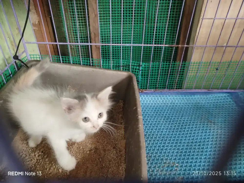 Anak kucing gratis