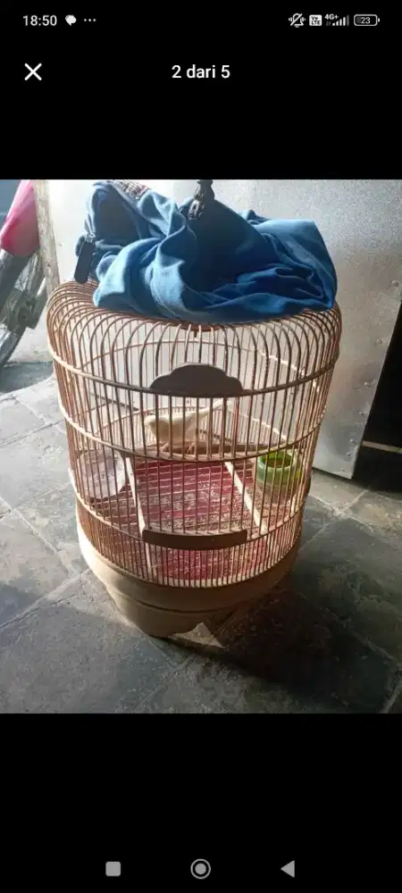 Dijual kandang burcil masih bagus