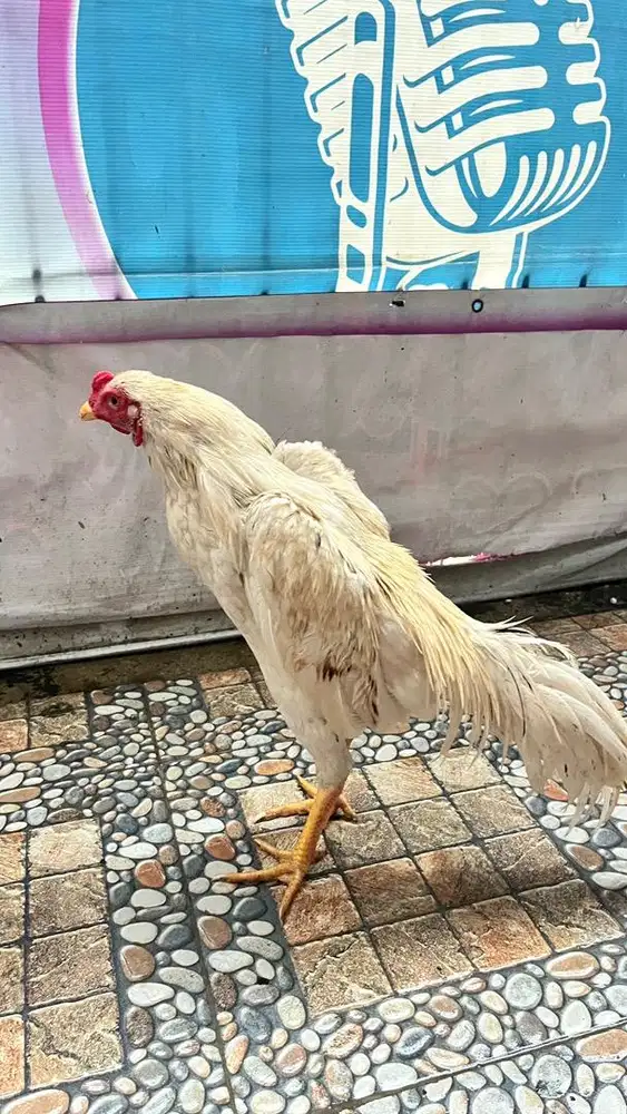 Ayam plucker muda