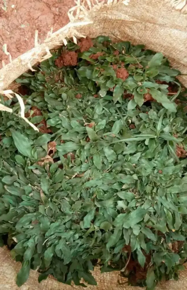 RUMPUT GAJAH MINI