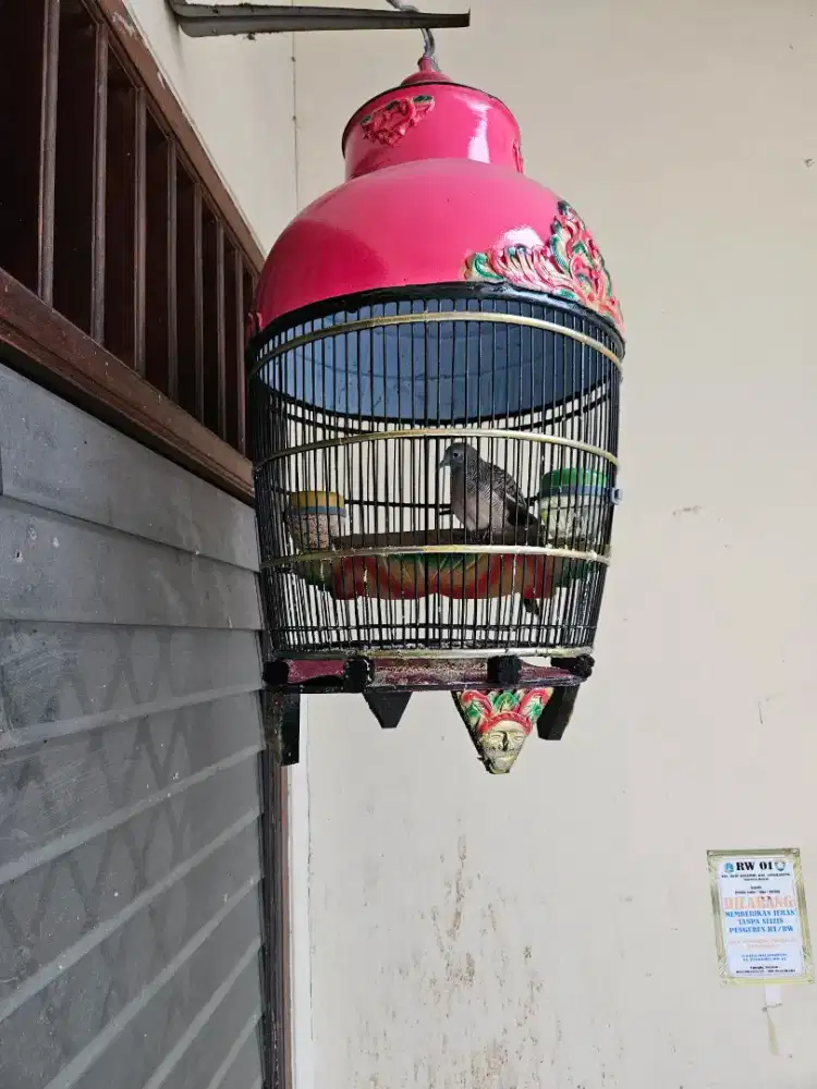 burung perkutut bangkok