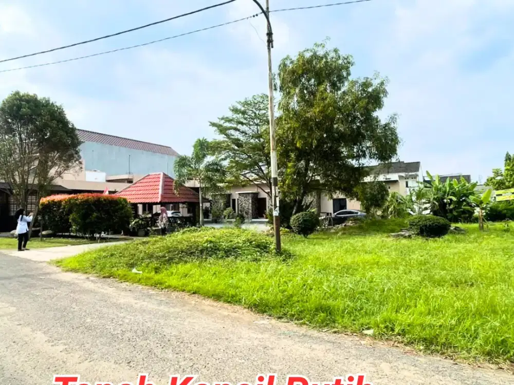 Tanah  macan kumbang palembang demang lebar daun.