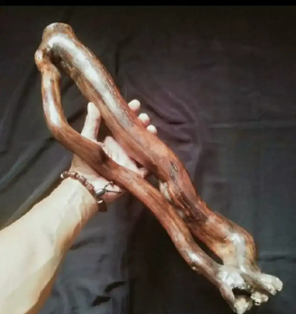 Kayu akar mimang mati ngurak temuan gunung