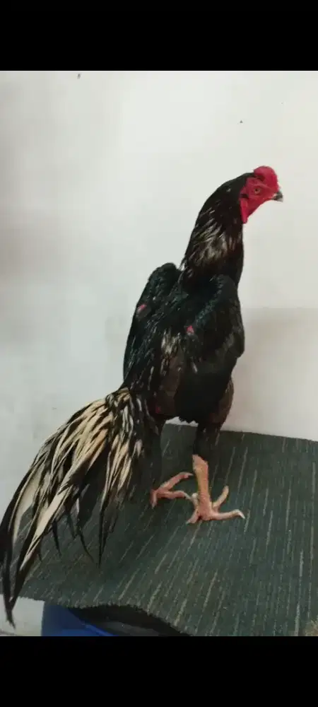 ayam bangkok berkualitas